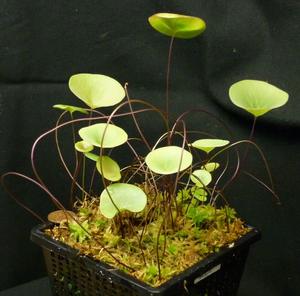 荷叶狸藻(附生) 食虫植物 食虫狸藻 迷你盆栽 喜水花卉 花期长