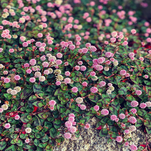 头花蓼耐寒观赏进口植物铺地垂吊四季常绿地毯球形花