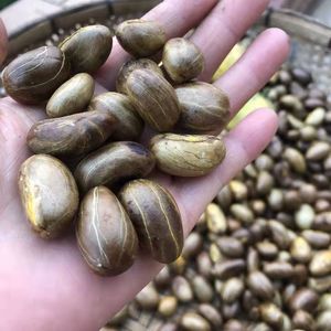 【现摘】野生新鲜酸桐子木竹子竹节果黄牙果山枇杷竹桔子橘子包邮