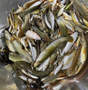 新鲜河杂鱼3斤顺丰包邮山坑小溪原生鱼冰鲜河鱼仔特产海鲜