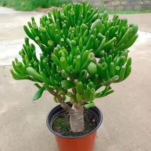 老桩多肉招财树精品吸财树办公室盆栽阳台肉肉花卉植物庭院招财