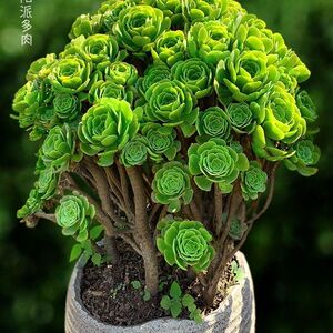 法师多肉植物绿羊绒绿玫瑰美杜莎大超颗肉肉高档老桩盆栽