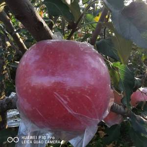 2023山西临猗【纸袋】红富士苹果现摘酸甜脆水果新鲜孕妇绿苹果平