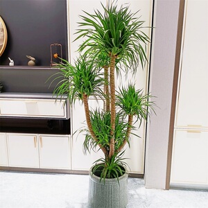 龙血树龙须树大型绿植办公室客厅室内大盆栽易活耐寒植物北京同城