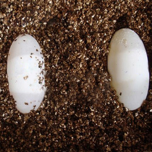 造景诺摩蛭石材料乌龟卵化蛋孵化垫材冬眠潮湿繁殖2/4l装无菌