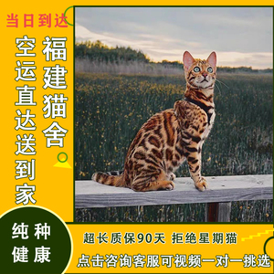 纯种孟加拉豹猫活体幼崽雪豹银豹金钱豹玫瑰赛级血统短毛宠物猫舍