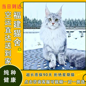 缅因猫幼猫巨型纯种黑色赛级血统银虎斑猫长毛森林猫宠物活体猫舍