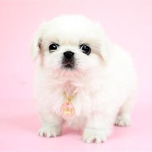京巴狗白幼犬