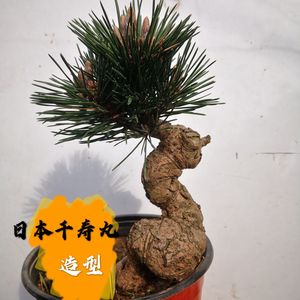 【千寿丸小苗】千寿丸小苗品牌,价格 - 阿里巴巴