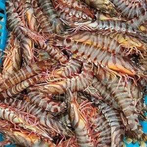 北海深海捕捞纯野生九节虾斑节虾13头98一斤五斤起空运包邮