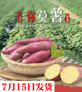 红薯新鲜黄心