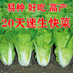 20天速生早生快菜种子四季蔬菜种子耐热耐湿青菜种子高产小白菜籽