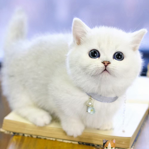 纯种英短银渐层幼猫咪幼崽宠物猫小型白色短毛小奶猫矮脚猫咪活物