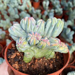 龙神木石化仙人球缀化稀有品种精品仙人掌类仙人柱变异基地实拍