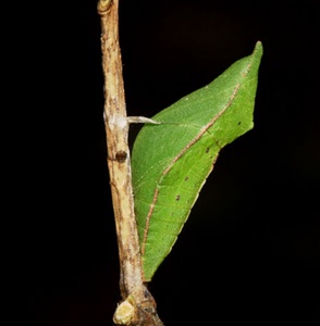 菜青虫(菜粉蝶)(蝴蝶)蛹 实验生测 活体昆虫 教学 观察
