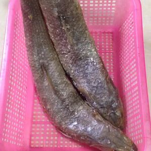 阳江特产咸鱼大乌咸鱼闸坡海鲜水产品农家自腌狗棍咸鱼广2斤包邮