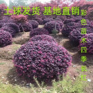 红花继木树苗别墅庭院风景树彩色树苗园林绿化红花檵木球花坛耐寒