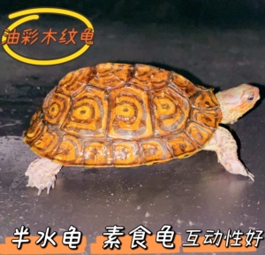 油彩木纹龟洪都拉斯网红龟吃菜素食龟活体观赏宠物龟外塘半水龟