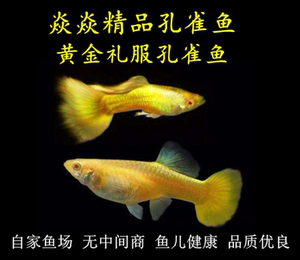 精品黄金礼服孔雀鱼缎带体进口凤尾鱼孕母小型热带观赏鱼稀有热销