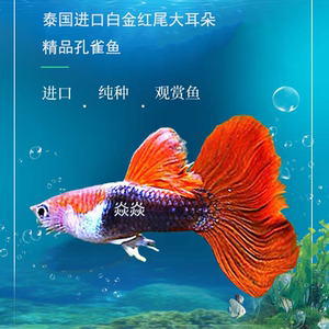 孔雀鱼精品泰国进口白金红尾稀有淡水鱼小型热带观赏鱼凤尾鱼热销