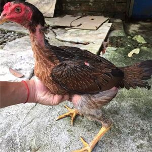 斗鸡母越南母斗鸡鬼子缅甸母鸡活体鸡中原斗鸡金丝梨花斗鸡大骨架
