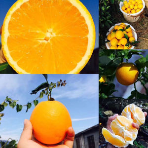 赣南脐橙10斤包邮5kg当季新鲜水果现摘果园江西赣州龙南脐橙橘子