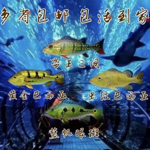 巴西亚鱼大型高端黄金巴西亚虫纹巴西亚帝王三间蓝帆眼斑申古三间