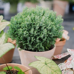 皮球松盆栽蓝湖柏绿植盆景阳台庭院花镜树苗植物常绿耐热耐寒雾松