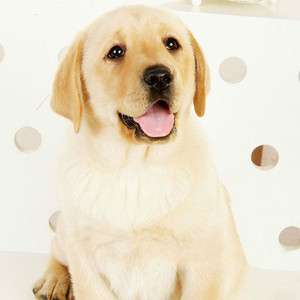 拉布拉多幼犬纯种活体大骨架短毛家养大型犬拉布拉多犬宠物狗活物