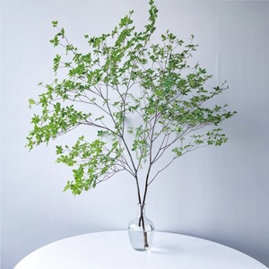 日本进口吊钟水培植物鲜切花马醉木盆栽家庭办公室内网红酒店绿植