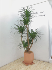 北京龙血树客厅大型植物 室内吸甲醛净化空气盆栽老桩多头龙血树