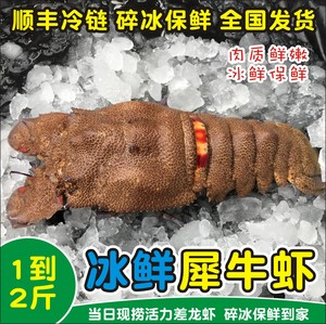 冰鲜犀牛虾鲜活进口海鲜水产琵琶虾1-2斤1只大龙虾九齿扇虾顺丰