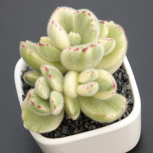 进口多肉植物白熊童子