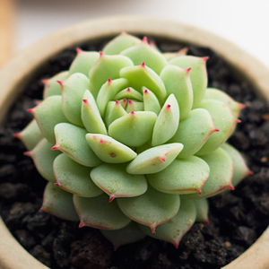 80  0 累计评论 0 交易成功 店铺:小陌多肉园 卖家:盆栽吊兰花卉 发货