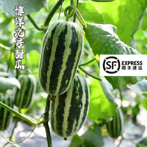 山东博洋9号羊角蜜瓜甜瓜羊角蜜新鲜脆甜5斤一级果整箱头茬顺丰10
