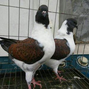 三色摩登那鸽子活体观赏鸽子种鸽摩登娜受精蛋可孵化肉鸽活物一对