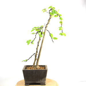 腊瓣花盆景日本土佐水木盆景腊瓣花小苗