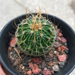 振武玉 多棱玉属 狂刺稀有仙人球阳台桌面绿色植物盆栽防辐射多肉