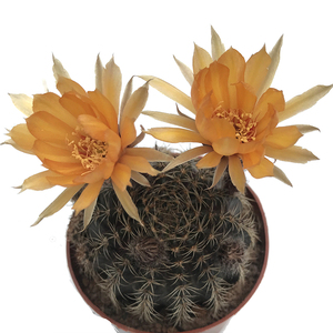 二月晴辉煌仙人球扒刺金童子多头黑牡丹开花自根开黄金色室内盆栽