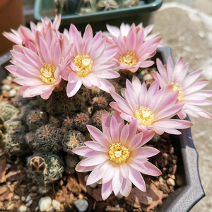 二月晴樱花罗星丸仙人球裸萼球属群生多头易群花阳台盆栽多肉植物