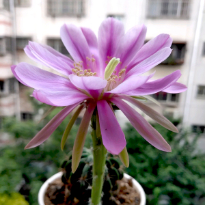 二月晴剑芒丸仙人球实生大花彩草多花色开花仙人球多肉植物小盆栽