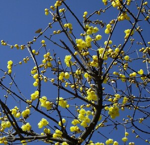 庭院盆栽植物 冬季观花 蜡梅腊梅 素心腊梅 盆栽花苗花卉花苗