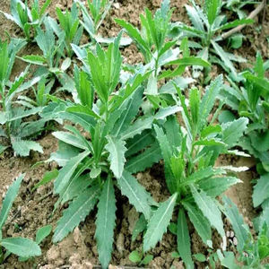 野生刺角芽种子野红花小蓟千针草水刺菜刺儿菜刺狗牙枪刀菜籽草本