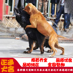 幼犬纯种比特犬活体巨型比特犬斗犬大型狩猎犬上山打猎犬4人付款10