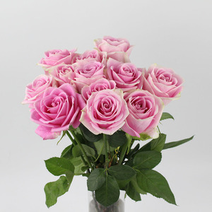 昆明基地直发鲜花玛利亚粉玫瑰送女友爱人送客户居家办公室插花