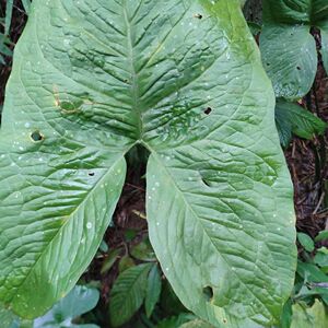 新鲜勒茨茹散瘤消淋化结野生勒芋天河芋水刺芋勒藕农家