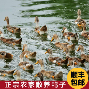 【番鸭母】番鸭母品牌,价格 - 阿里巴巴