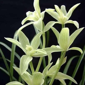 莲瓣兰花奇花素兰花花卉绿植盆景盆栽苗木兰花花卉