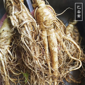 高浓人参纯露 天然500ml补水抗老提亮紧致淡化红血丝斑点喷雾