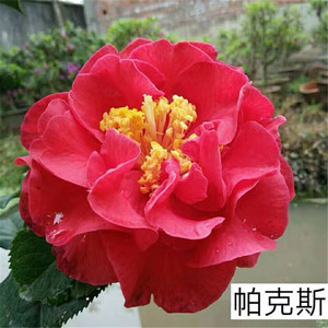 帕克斯先生茶花 多年带花苞原生大苗  外国品种巨型花 后溪河花卉